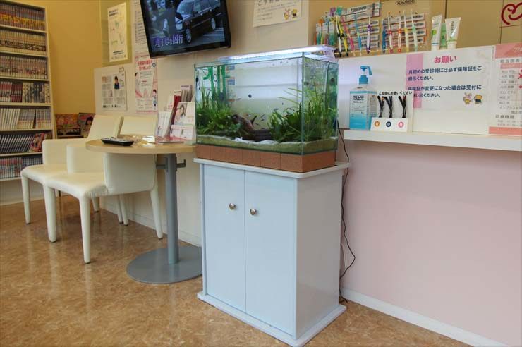 神奈川県横浜市 歯科クリニック様 60cm淡水魚水槽 リニューアル事例 水槽画像3
