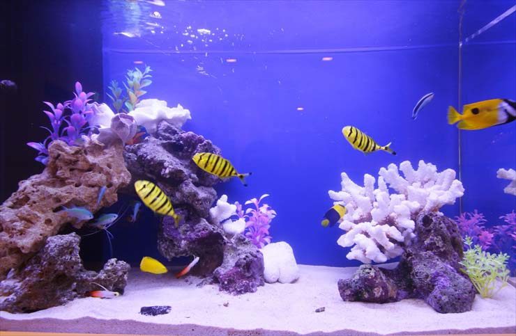 小児科の診察室前を明るく彩る、80cmの海水魚水槽（カラフルな海水魚が泳ぐ、小児科向けの明るいアクアリウム）