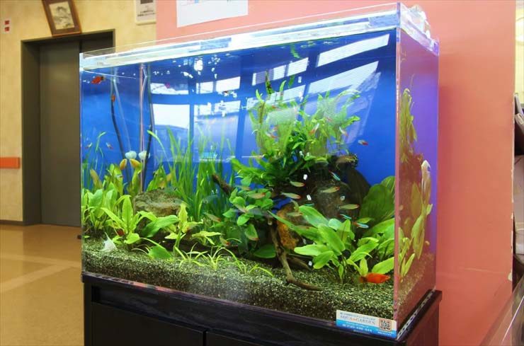 あきる野市 外科様 60cm淡水魚水槽 設置事例のサムネイル画像