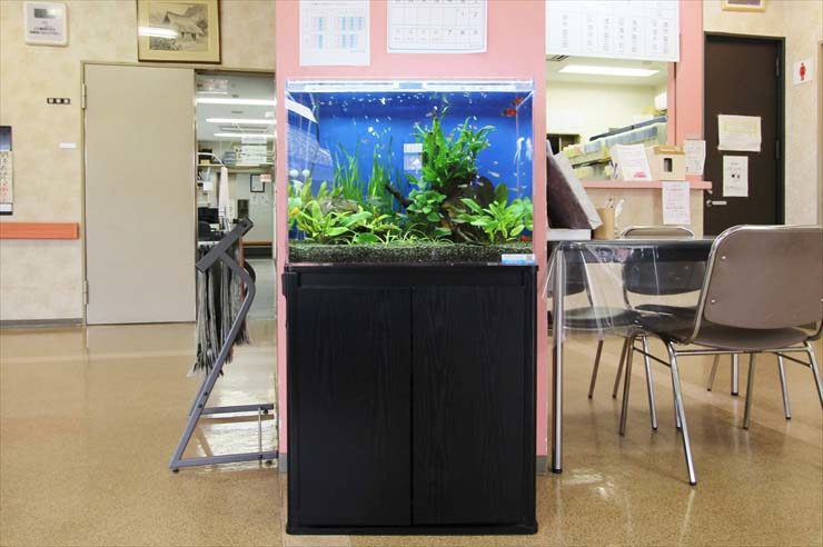 あきる野市 外科様 60cm淡水魚水槽 設置事例 水槽画像2