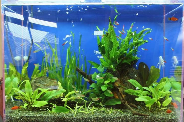 あきる野市 外科様 60cm淡水魚水槽 設置事例 水槽画像3