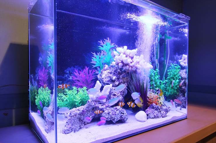 撮影短期イベント 60cm海水魚水槽 水槽短期レンタル事例 水槽画像3