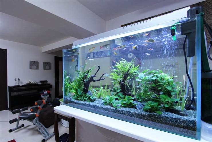 新宿区 企業様 90cm淡水魚水槽 設置事例のサムネイル画像