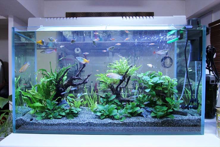 流木と水草を配置した熱帯魚水槽の全景