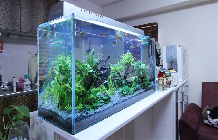 新宿区 企業様 90cm淡水魚水槽 設置事例 水槽画像3