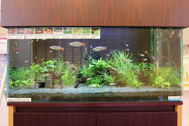 千葉県千葉市 薬局様  90cm淡水魚水槽  レンタル事例のサムネイル画像