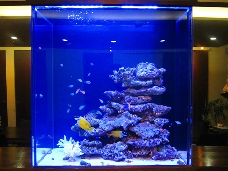 愛知県名古屋市 企業様 82cm海水魚水槽 設置事例 水槽画像2