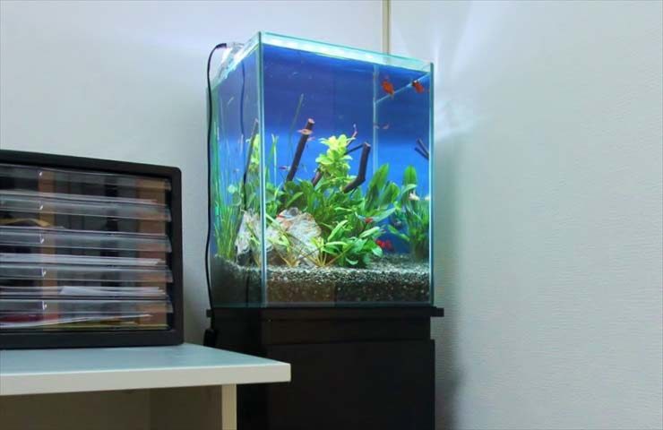 東池袋  企業様  30cm淡水魚水槽  設置事例 水槽画像２