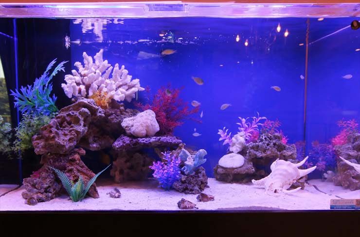 田園調布  クリニック様  90cm海水魚水槽  設置事例のサムネイル画像