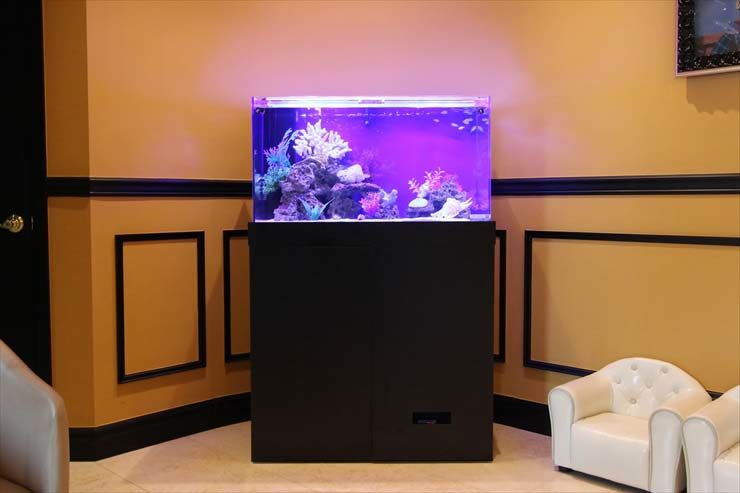 田園調布 クリニック様 90cm海水魚水槽 設置事例 水槽画像2