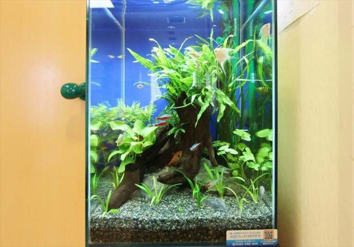 東京都清瀬市 小児科クリニック様 30cm淡水魚水槽レンタル事例のサムネイル画像