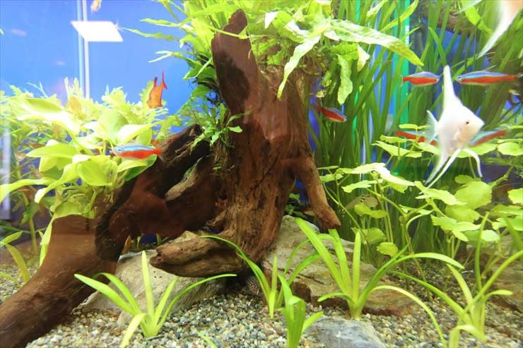 東京都清瀬市 小児科クリニック様 30cm淡水魚水槽レンタル事例 水槽画像２