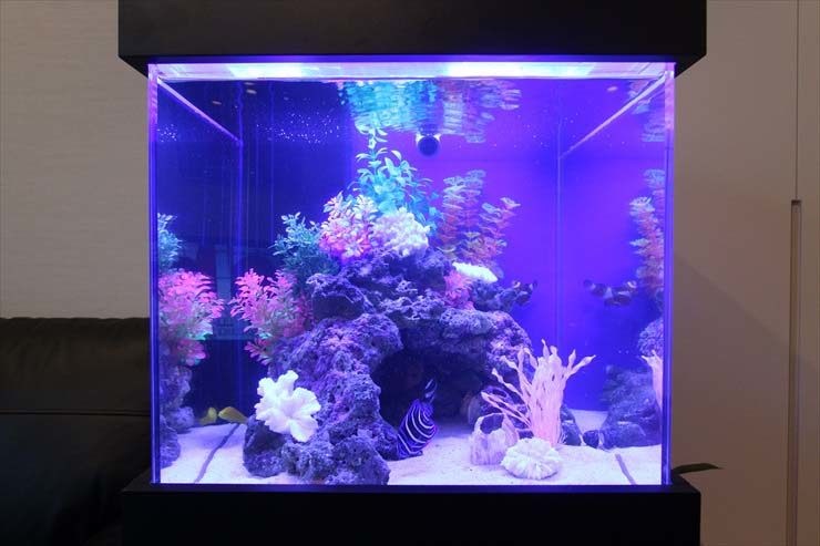 新宿区 個人宅 海水魚水槽 設置事例