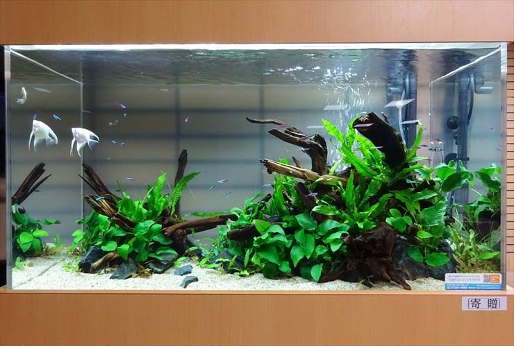 愛知県 介護付き有料老人ホーム様  90cm淡水魚水槽  水槽レンタル事例 水槽画像１