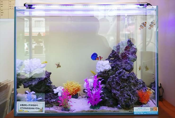 北海道札幌市 歯科医院様 60cm海水魚水槽 レンタル事例のサムネイル画像