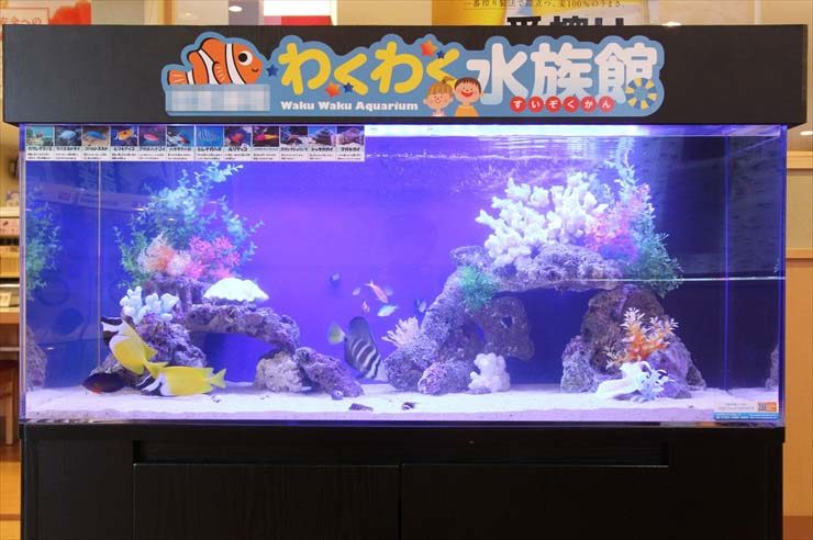 埼玉県所沢市  飲食店様  120cm海水魚水槽  設置事例のサムネイル画像