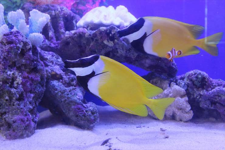 埼玉県所沢市 飲食店様 120cm海水魚水槽 設置事例 水槽画像3