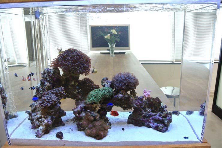 中央区 企業様 80cm海水魚水槽 設置事例 水槽画像2