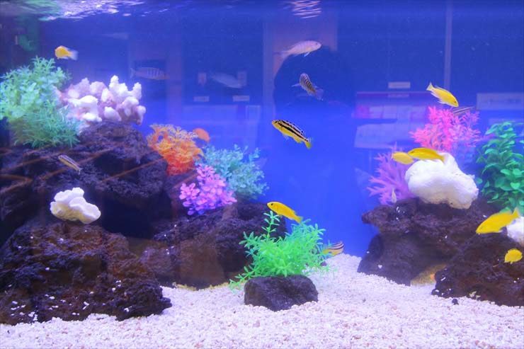 神奈川県横浜市 証券会社様 90cm淡水魚水槽 設置事例 水槽画像3