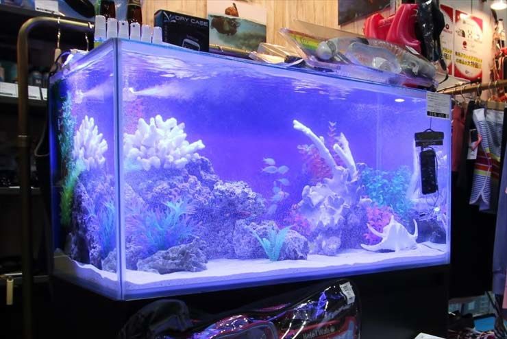 東京ビックサイト 短期イベント 90cm海水魚水槽 設置事例 水槽画像2