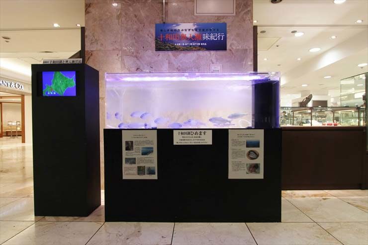 高島屋 期間限定イベント 150cm淡水魚水槽 レンタル事例のサムネイル画像