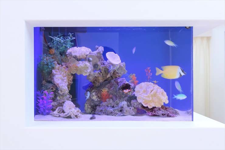 サロン様 60cm海水魚水槽 設置事例のサムネイル画像