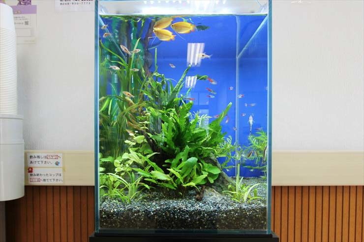 青い背景の水槽で泳ぐ熱帯魚と水草のレイアウト
