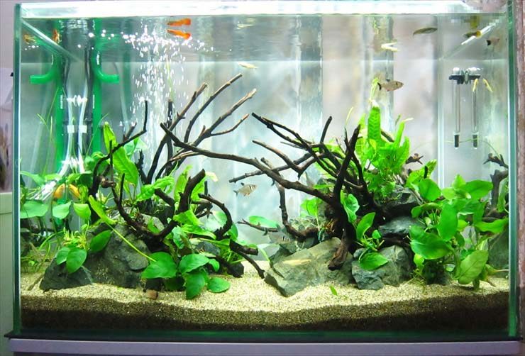 流木と石を組み水草を配置したグッピーが泳ぐ水槽