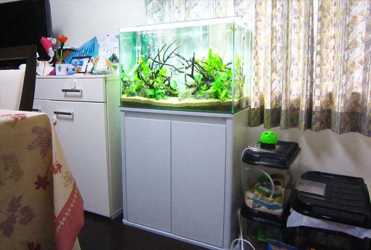 白い水槽台に設置された流木と水草の淡水魚水槽