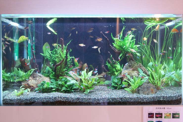 水草と流木を配置した小型カラシンが泳ぐ淡水魚水槽