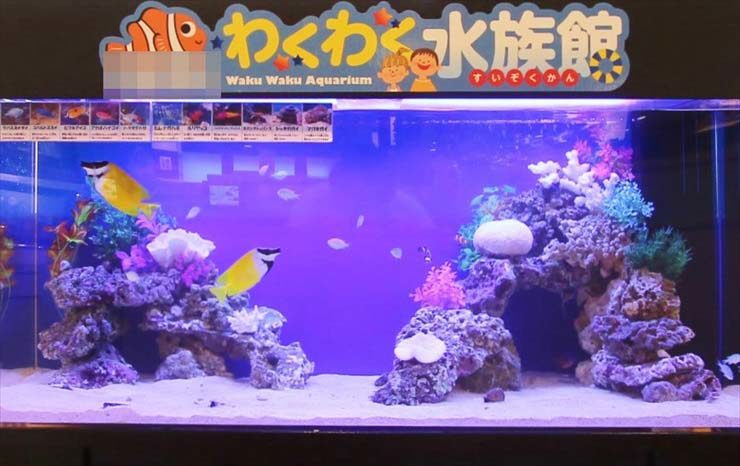 町田市 飲食店様 120cm海水魚水槽 設置事例 水槽画像2