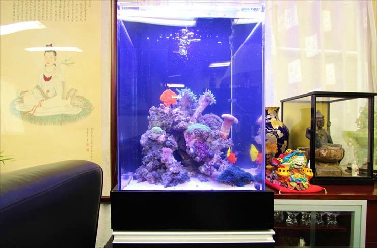 千代田区 企業様  45cm海水魚水槽  設置事例のサムネイル画像