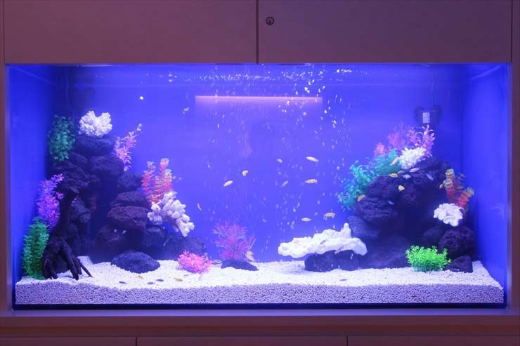 ホテル様 150cm淡水魚水槽 設置事例 水槽画像2