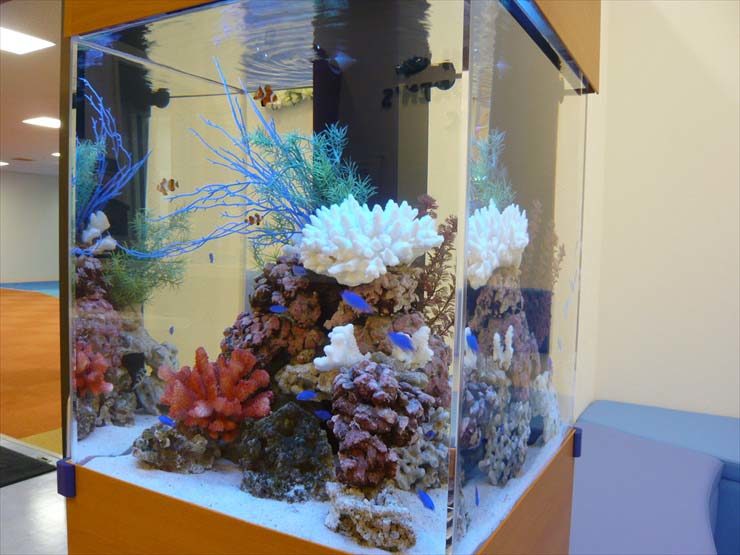 神奈川県横浜市 海のこどもクリニック様  50cm海水魚水槽  設置事例 水槽画像３