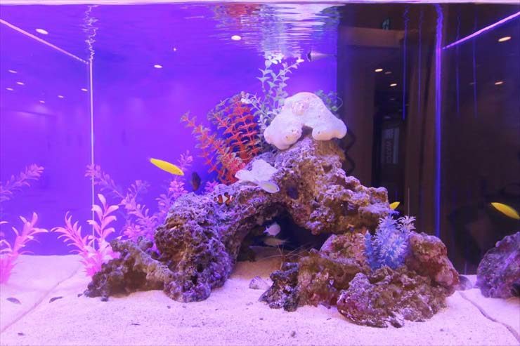 新宿  サロン様  60cm海水魚水槽  設置事例のサムネイル画像