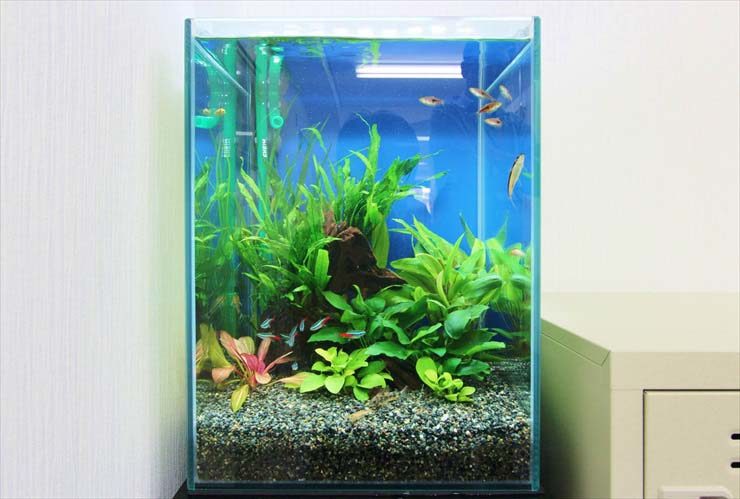 豊島区 オフィスに色鮮やかな30cm淡水魚水槽 レンタル事例 メイン画像