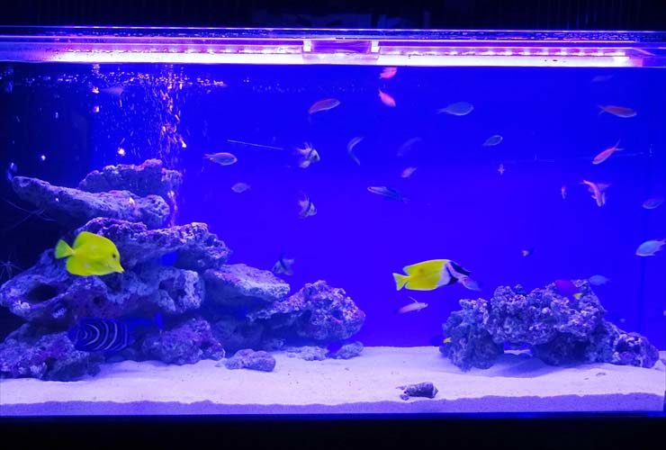 飲食店様 110cm海水魚水槽 レンタル事例 水槽画像2