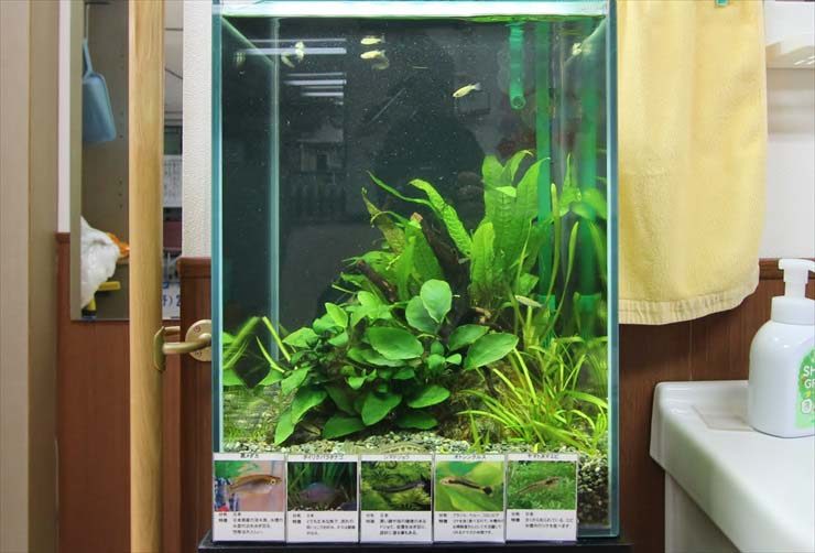 神奈川県川崎市 介護施設 30cm淡水魚水槽 メダカ水槽レンタル事例 水槽画像1