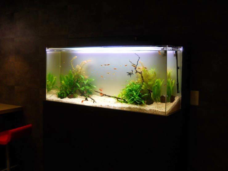 撮影スタジオに設置 アクアリウム(淡水魚水槽)短期レンタルの事例 水槽画像2