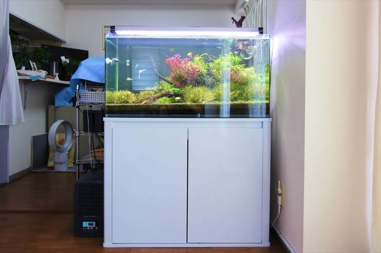 神奈川県横浜市 企業様 90cm淡水魚水槽 設置事例 水槽画像2