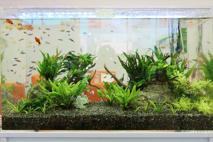 企業様 90cm淡水魚水槽 水槽レンタル事例 水槽画像2