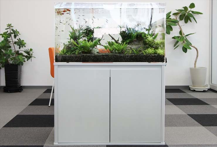 企業様 90cm淡水魚水槽 水槽レンタル事例 水槽画像3