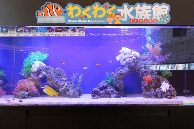 埼玉県ふじみ野市 飲食店様 120cm海水魚水槽 設置事例 水槽画像2