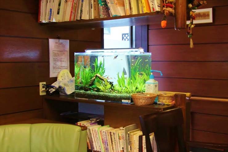 神奈川県横浜市 病院様 60cm淡水魚水槽 レンタル事例のサムネイル画像