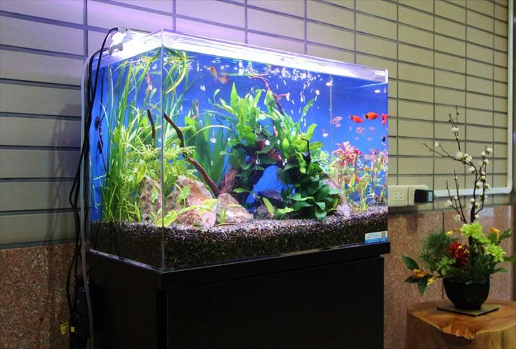 マンション エントランス 60cm淡水魚水槽 レンタル事例のサムネイル画像