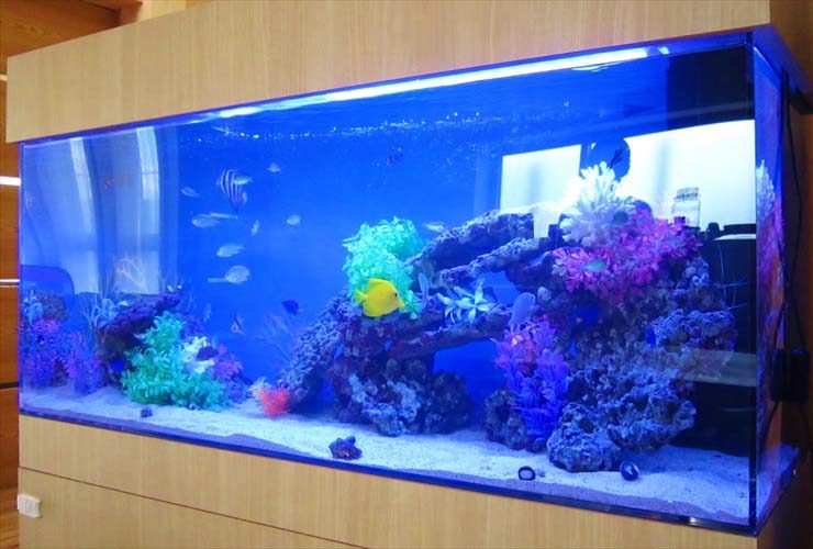愛知県 個人宅のリビング 120cm海水魚水槽 水槽レンタル事例 水槽画像2