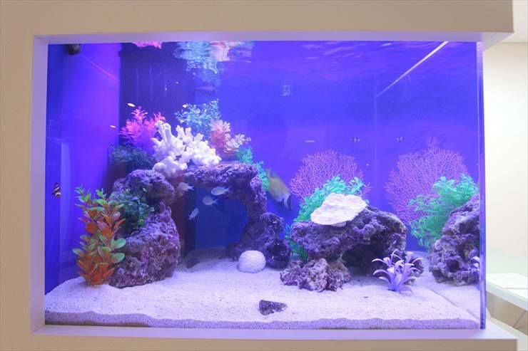 墨田区錦糸町 サロン 60cm海水魚水槽 設置事例 水槽画像2