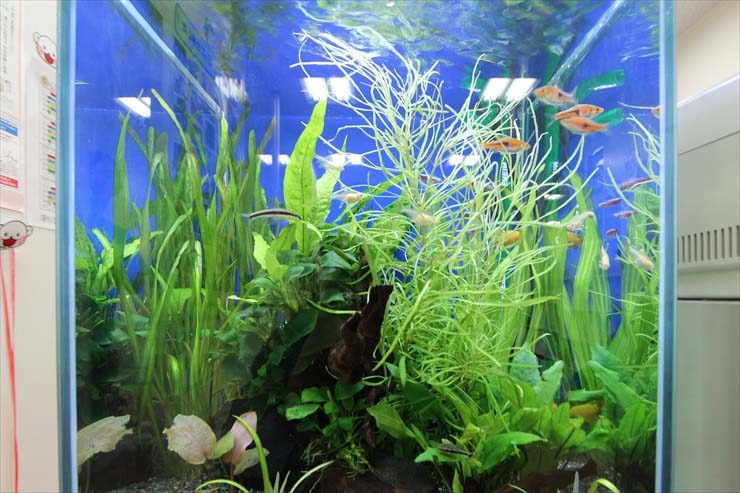 教育施設の受付  30cm淡水魚水槽レンタル 設置事例 メイン画像
