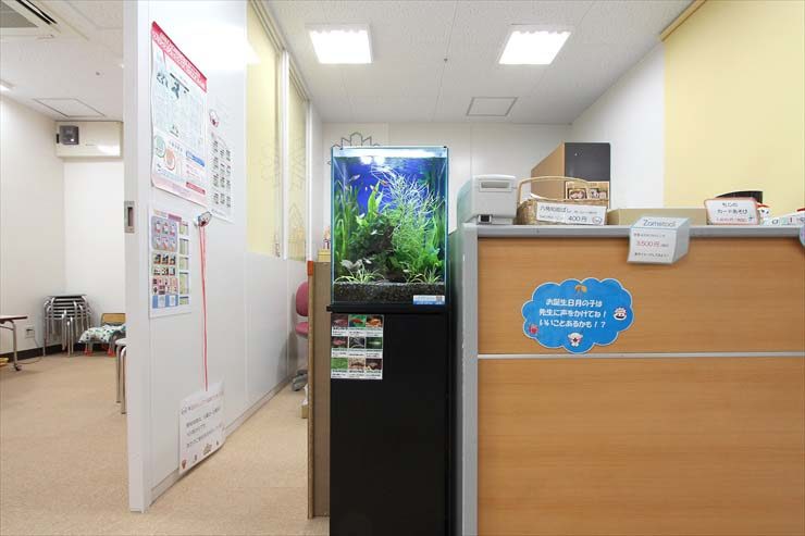 教育施設の受付 30cm淡水魚水槽レンタル 設置事例 水槽画像2