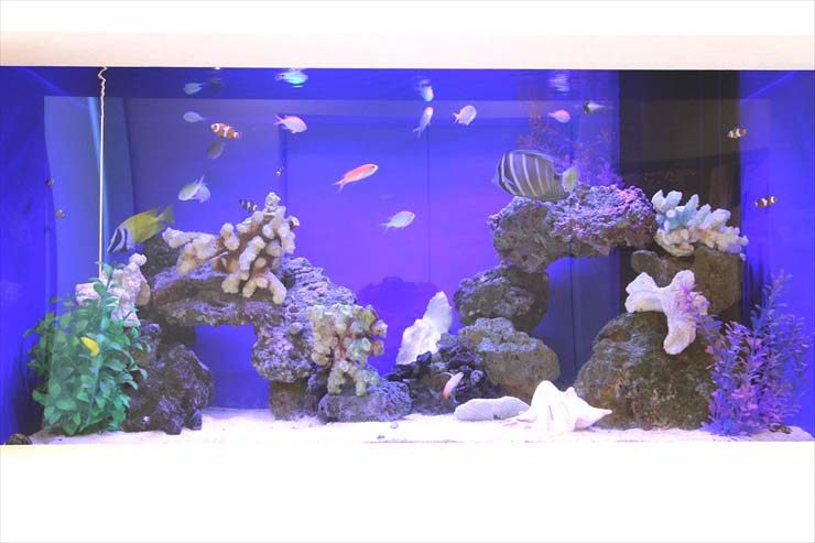 サロン 受付 90cm海水魚水槽 設置事例のサムネイル画像